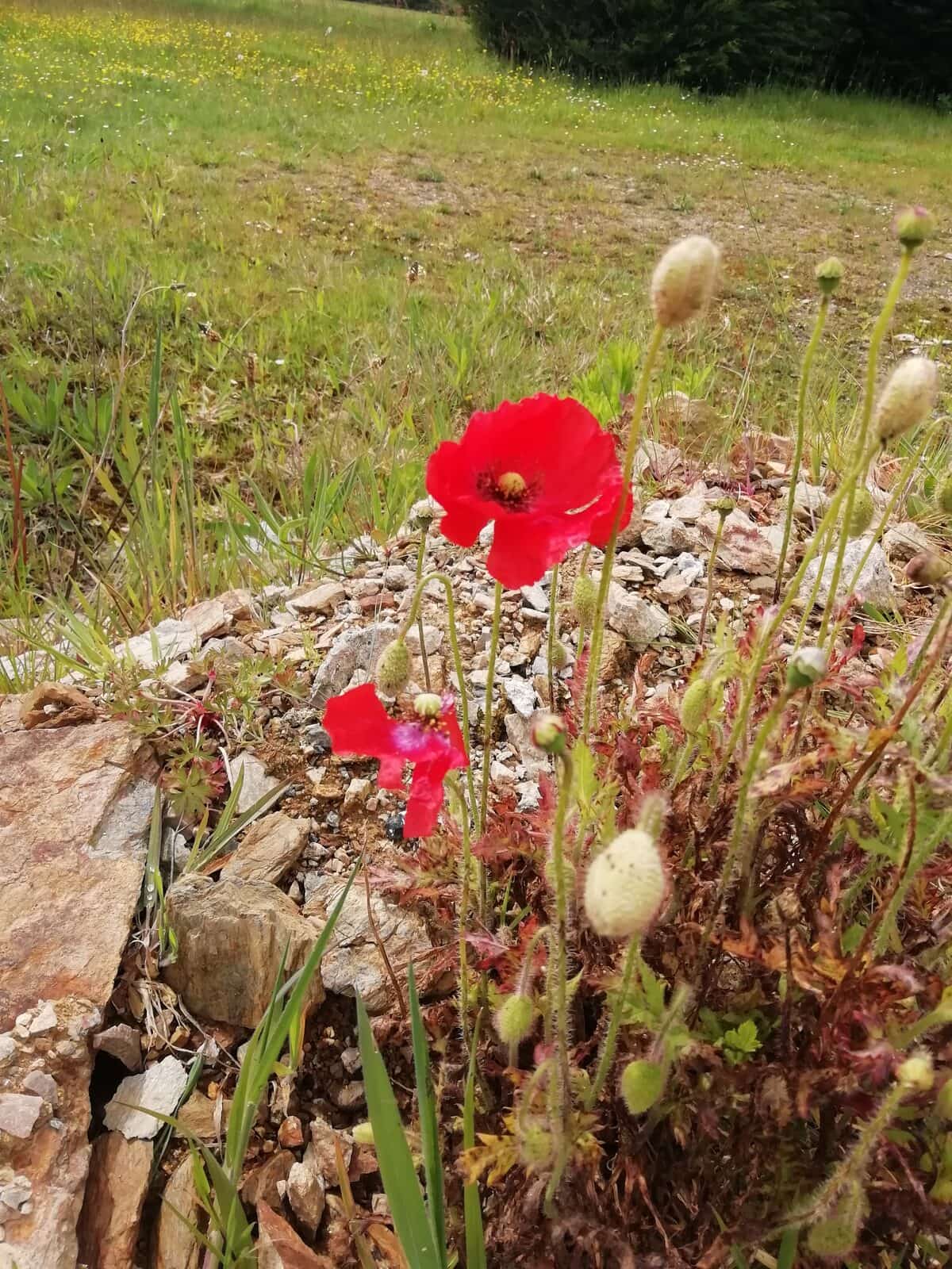 Coquelicots en fleurs sur une rocaille, devant une prairie.